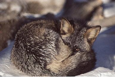 《星空》可把玩家截图转换为加载界面背景图