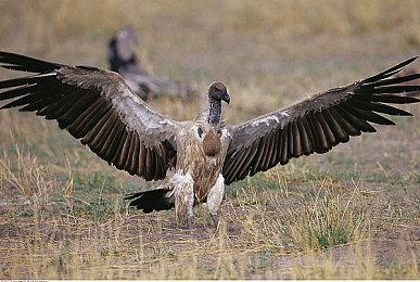 《质量效应》新作离发售还有3-4年时间