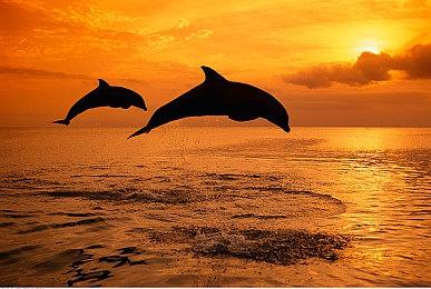 《终结者玛格诺莉亚：雾中绽放》正式版2025年1月23日发售 登陆全平台