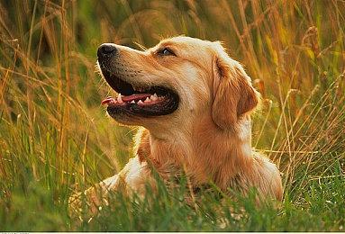 黑曜石《Grounded》正式版可能会跳票到2023年